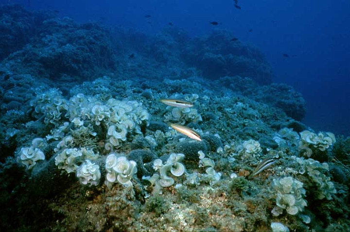 05 Padina pavonica.jpg - ...tollera il riscaldamento dell'acqua e la luce intensa...